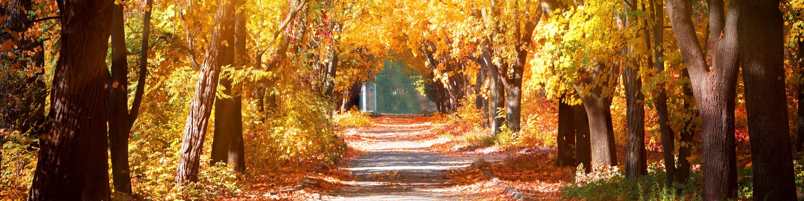 Alley in the autumn park
